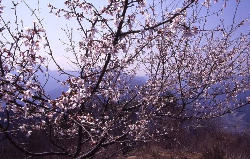 高川山